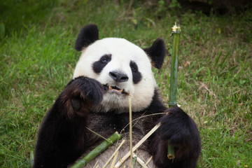 Obraz na płótnie Canvas Giant panda (Ailuropoda melanoleuca).