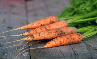 fresh crop of carrots