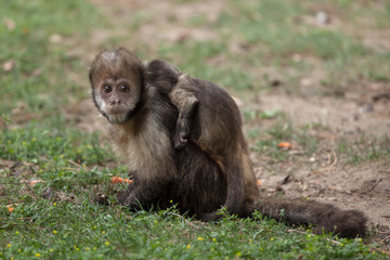 Golden-bellied capuchin (Sapajus xanthosternos)