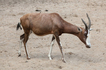 Blesbock (Damaliscus pygargus phillipsi).