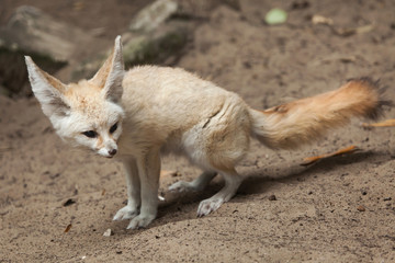 Naklejka na ściany i meble Fennec fox (Vulpes zerda).