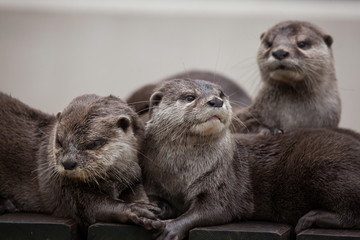 Oriental small-clawed otter (Amblonyx cinereus)