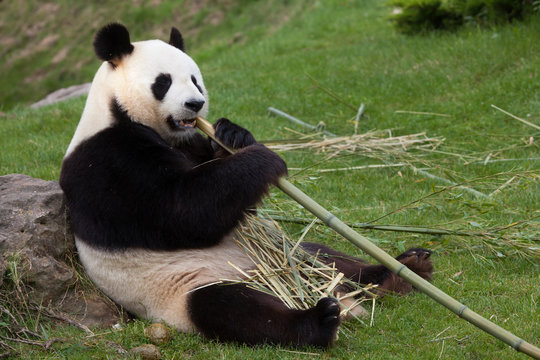 Fototapeta Giant panda (Ailuropoda melanoleuca).
