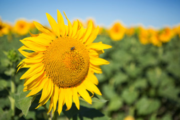 Sunflowers grow in the field, close-up