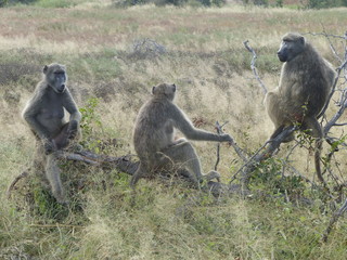 Groupe de babouins - Afrique du sud