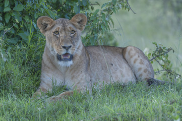 Lioness, sitting under tree, with mouth open showing teeth. Green background. Masai Mara, Kenya, Africa