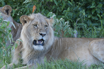 Lion sitting down under tree with lioness in background, mouth open showing teeth and flies on face. Masai Mara, Kenya.