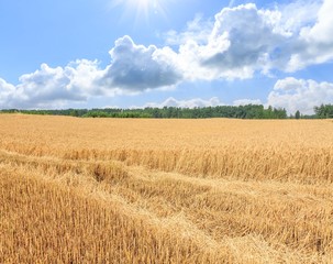 Ripe wheat field and blue sky with clouds