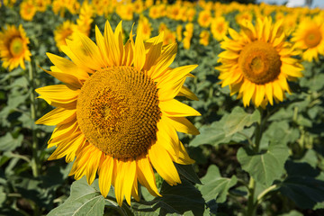 Fototapeta premium Sunflowers grow in the field, close-up