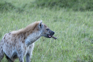 Spotted hyena with bone in his mouth, showing open mouth and teath after a kill, standing in green grass looking right. Masai Mara, Kenya