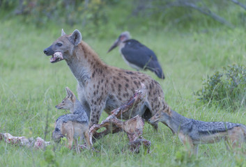 Hyena with bone in his mounth and black backed jackals waiting turn to eat. Masai Mara, Kenya, Africa