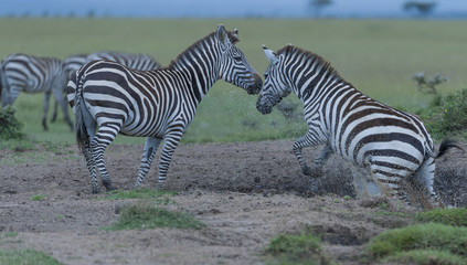 Fototapeta na wymiar Zebra, (Equus quagga),jumping from waterhole, causing sand and water to rise, another zebra looks on, Masai Mara, Kenya, Africa