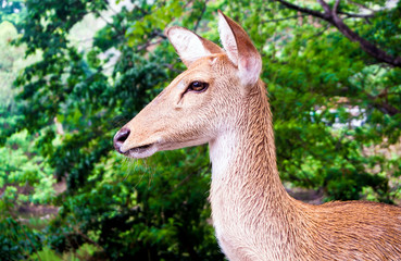 Fototapeta premium Close up shot of deer head