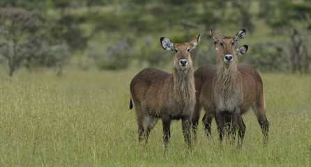 Naklejka na ściany i meble Pair of waterbuck (Kobus ellipsiprymnus), standing side by side in green lush grass, Masai Mara, Kenya, Africa