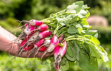 Farming organic vegetables. Farm fresh produce in farmers hands.