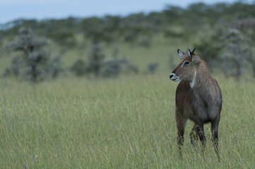 Lone waterbuck (Kobus ellipsiprymnus), standing in green lush grass, looking left. Masai Mara, Kenya, Africa