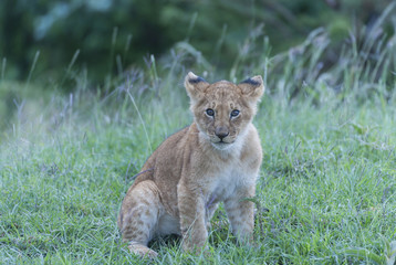 Lion cub sitting alone, looking bewildered and waiting for mother lioness, in lush green grass. Masai Mara, Kenya, Africa
