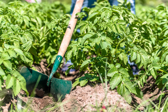 Potato farming in local organic farm, plowing potatoes with the manual garden tool, summer gardening
