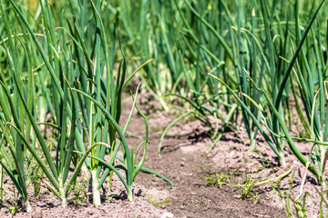 Vegetable garden with green onion, organic farming concept