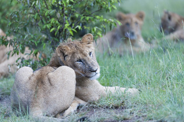 Lioness ( Panther leo ),  sitting under tree,  looking back, Green background. Masai Mara, Kenya, Africa