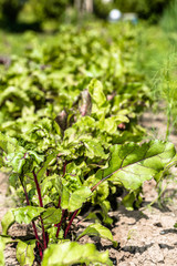 Vegetable garden patch with beetroot leaves, green vegetables, organic farming concept