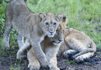 Lion cub pushing mother aside to get closer, Masai Mara, Kenya, Africa