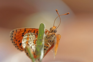Papillon orange et noir accroché à une tige de plante attendant la chaleur de l'été.	