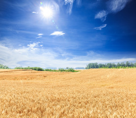 Ripe wheat field and blue sky with clouds