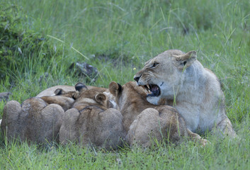 Lioness getting angry with 3 cubs feeding from her, with open mouth showing teeth and sitting in lush green grass, Masai Mara, Kenya, Africa