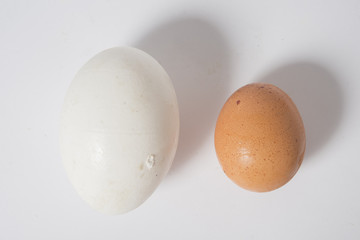 Goose eggs