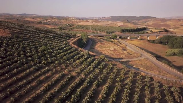 high angle orbiting counter clockwise over Sicilian cactus orchard