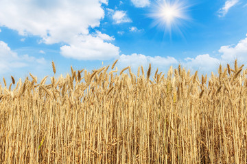 Ripe wheat field and blue sky with clouds