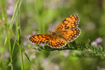 Fototapeta na wymiar Papillon orange et noir posé sur une tige de plante, ailes ouvertes, se chauffant au soleil du printemps.