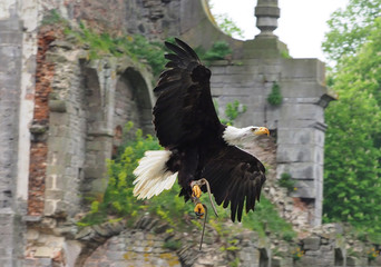 Eagle
