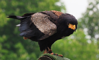 eagle