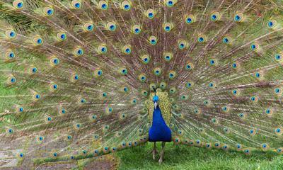 Obraz premium Peacock