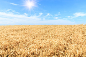 Ripe wheat field and blue sky with clouds