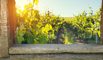 Naklejka na ściany i meble Red wine with barrel on vineyard in green Tuscany, Italy