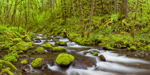 Gorton Creek in lush rainforest, Columbia River Gorge, USA
