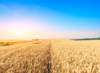 Ripe wheat field landscape at sunset
