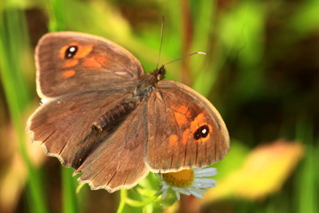 The butterfly named Maniola jurtina