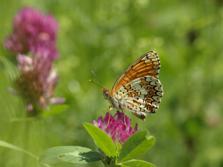 Papillon orange et blanc butinant avec sa trompe une fleur sauvage rose fushia dans une prairie en été.