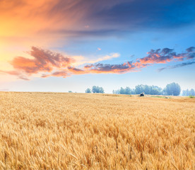 Fototapeta premium Ripe wheat field landscape at sunset