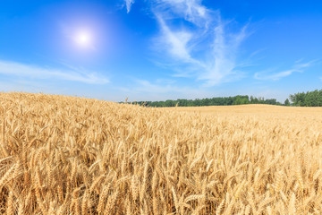 Ripe wheat field and blue sky with clouds