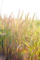 Ears of rye and wheat growing