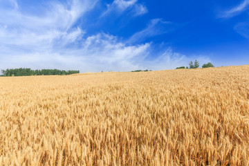 Ripe wheat field and blue sky with clouds