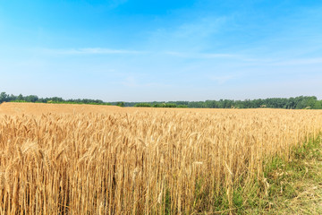 Ripe wheat field and blue sky with clouds