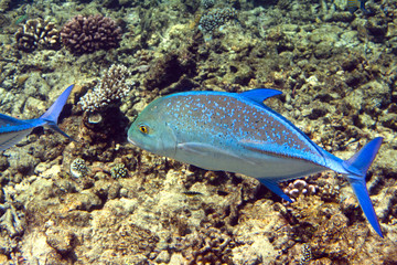 Jack fish -Caranx lugubris