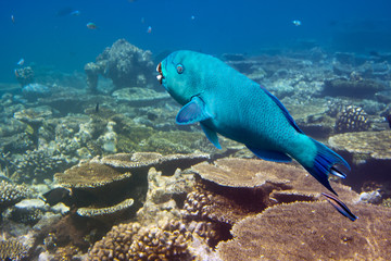 Fototapeta na wymiar parrotfish (scarus ) over a coral reef, the Indian Ocean..