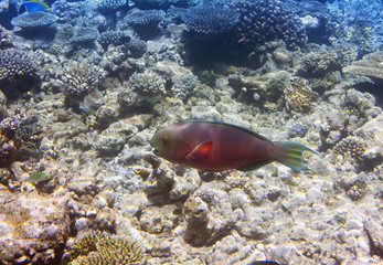 parrotfish (scarus ) over a coral reef, the Indian Ocean..